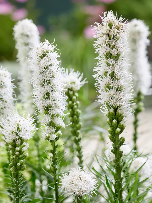 Лиатрис колосковый Альба (Liatris spicata Alba)