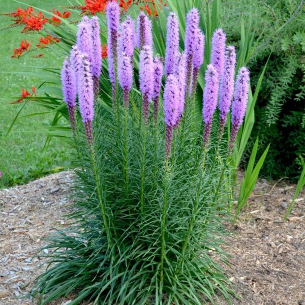 Лиатрис колосковый Виолет (Liatris spicata Violet)
