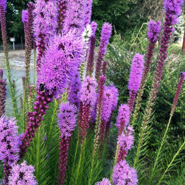 Лиатрис колосковый Кобольд (Liatris spicata Kobold)