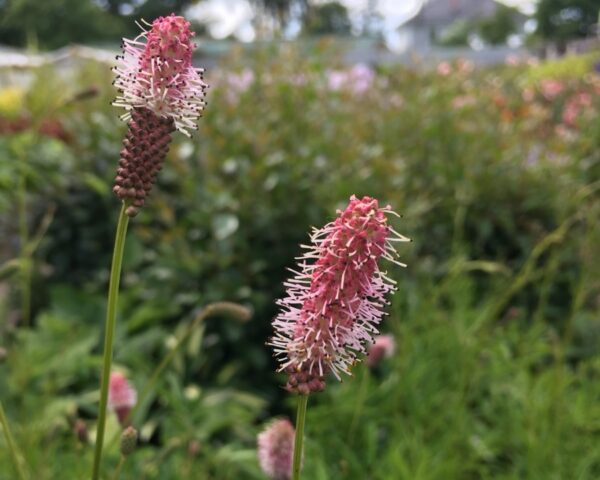 Кровохлебка Пинк Танна (Sanguisorba officinalis Pink Tanna)