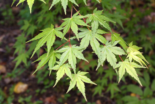 Клен дланевидный (Acer palmatum) — изображение 2