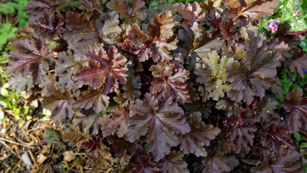 Гейхера Шоколат Раффлс (Heuchera Chocolate Ruffle's)