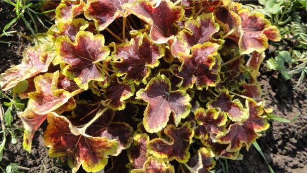 Гейхерелла Солар Эклипс (Heucherella Solar Eclipse)