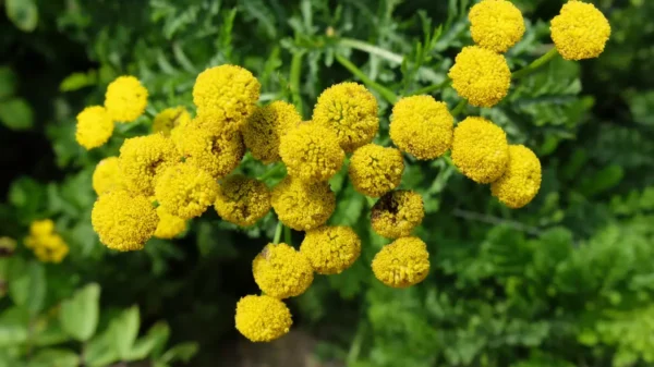 Пижма Криспа (Tanacetum Crispa)