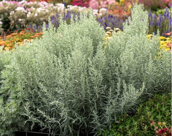 Полынь Людовика Силвер Квин (Artemisia Ludoviciana Silver Queen)