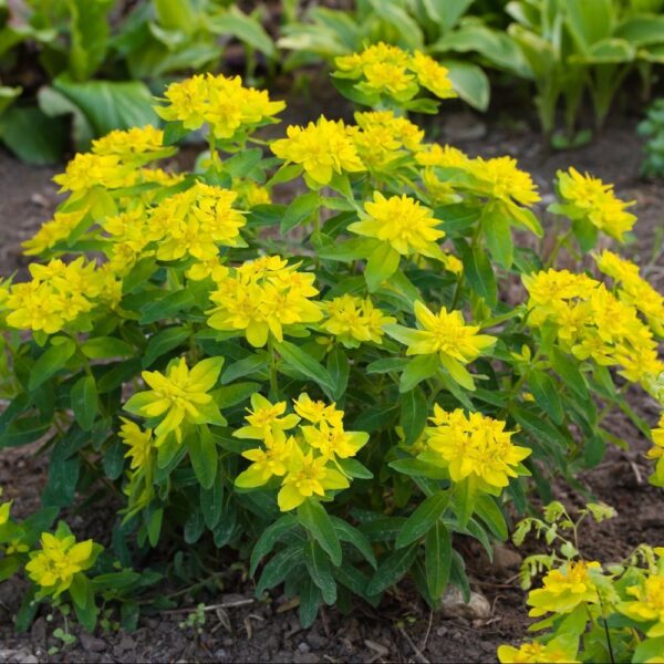 Молочай многоцветковый (Euphorbia polychroma)