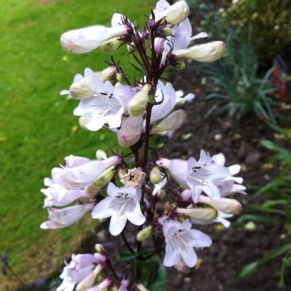 Пенстемон Хаскер Ред (Penstemon digitalis Husker Red)