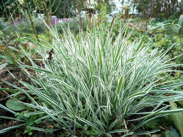 Райграс бульбоносный Вариегатум (Arrhenatherum bulbosum Variegatum)