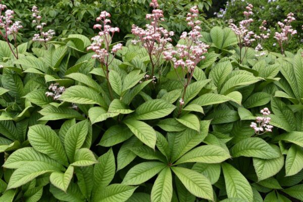 Роджерсия Грандифлора (Rodgersia Grandiflora)