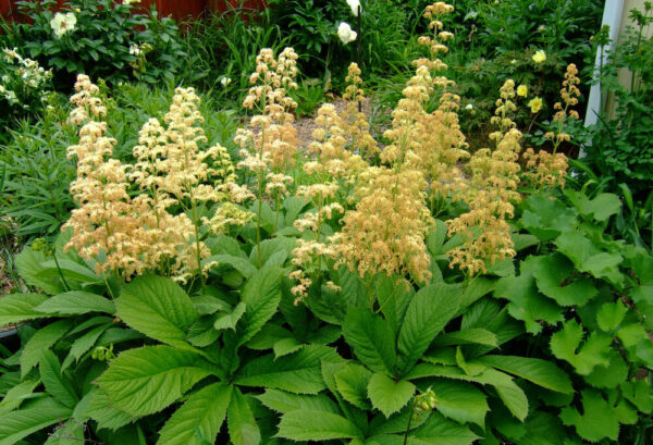 Роджерсия перистая (Rodgersia pinnata)