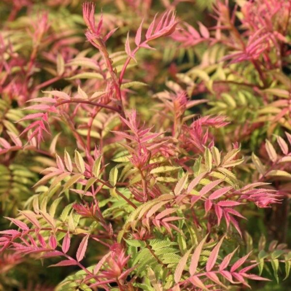 Рябинник рябинолистный Пинк Хопи (Sorbaria sorbifolia Pink Hopi)