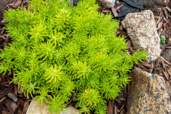 Седум (Sedum)