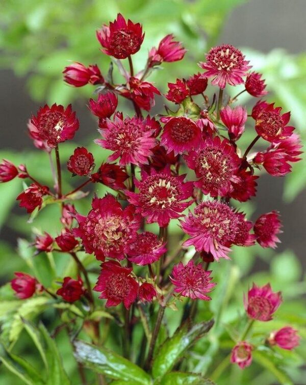 Астранция крупная Кларет (Astrantia major Claret)