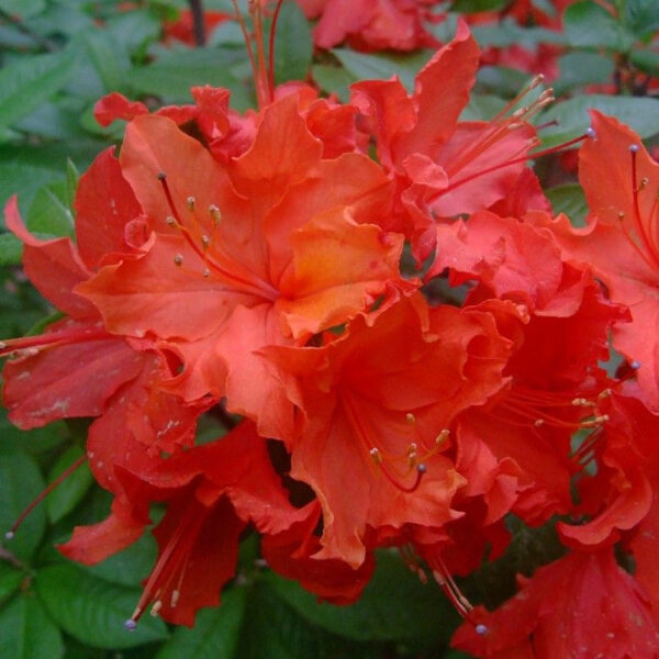 Азалия Хотспур Ред (Azalea Hotspur Red)