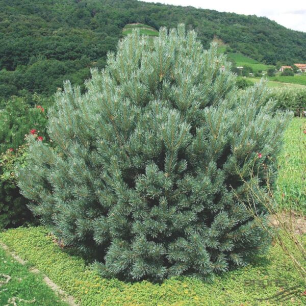 Сосна обыкновенная Ватерери (Pinus sylvestris Watereri)