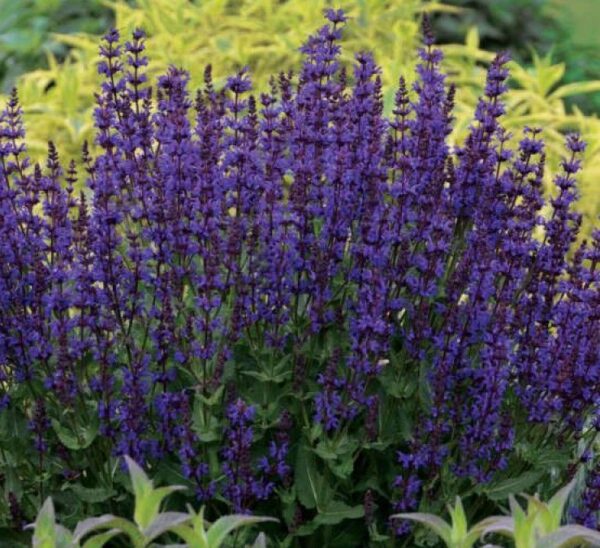 Шалфей Дварф Блю Квин (Salvia nemorosa Dwarf Blue Queen)