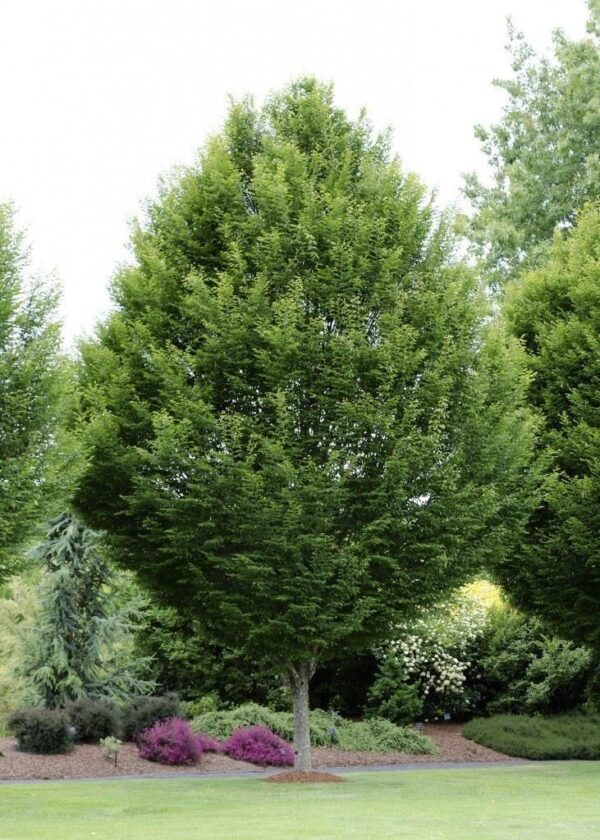 Граб обыкновенный (Carpinus betulus)