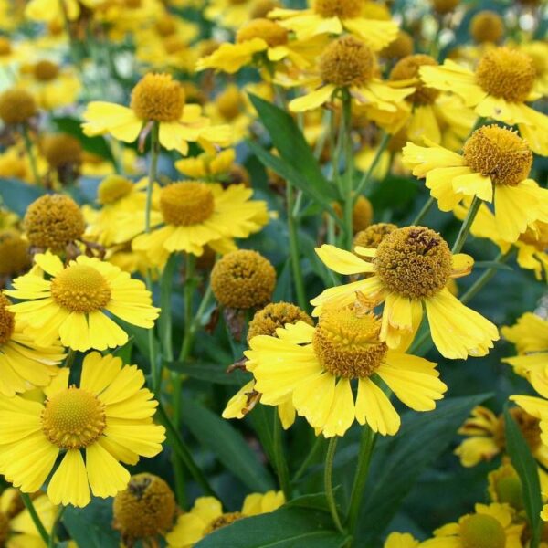 Гелениум Канария (Helenium Kanaria)