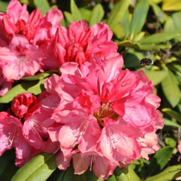 Рододендрон якушиманский Снизи (Rhododendron yakushimanum Sneezy)
