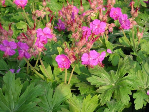 Герань крупнокорневищная Беванс Вариети (Geranium macrorrhizum Bevans Variety)