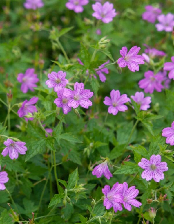 Герань Власова (Geranium Vlassovianum)
