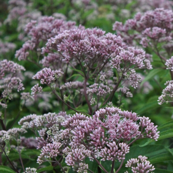 Посконник гибридный Фантом (Eupatorium hybridum Phantom)