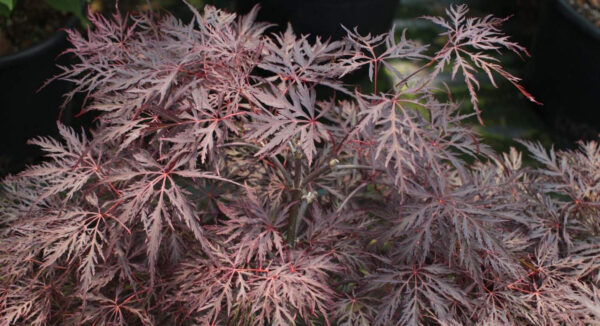 Клён дланевидный Инаба Шидаре (Acer palmatum Inaba Shidare) — изображение 2