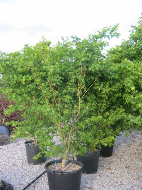 Клен дланевидный (Acer palmatum)