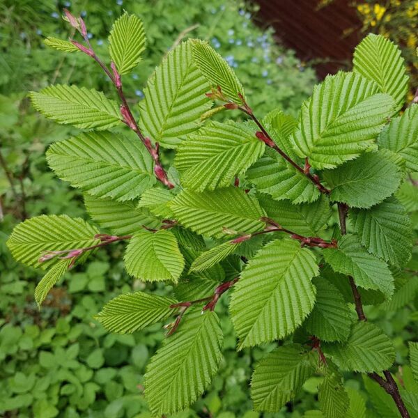Граб обыкновенный (Carpinus betulus) — изображение 2