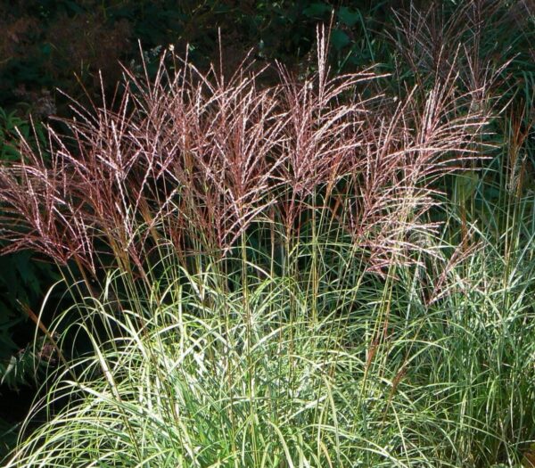 Мискантус китайский Фернер Остэн (Miscanthus sinensis Ferner Osten)