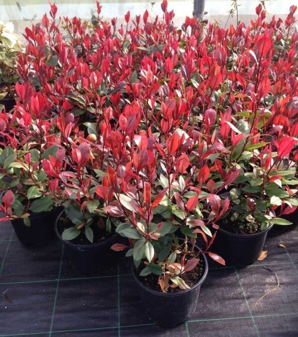 Фотиния Карре Руж Фразера (Photinia fraseri Carré Rouge)