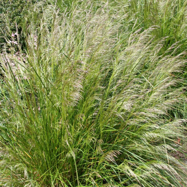 Щучка Дернистая Пикси Фонтейн (Deschampsia cespitosa Pixie Fountain)