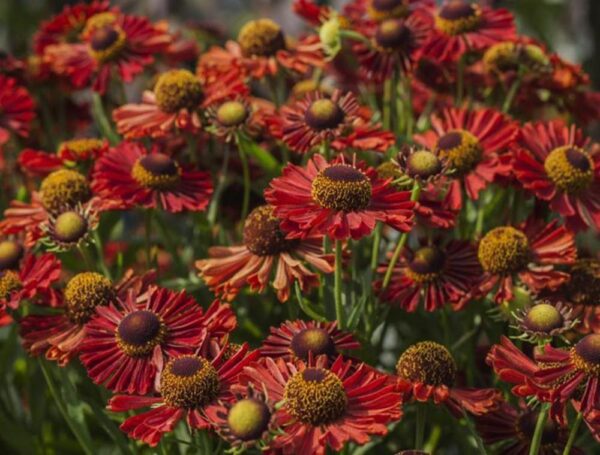 Гелениум гибридный Ранчера (Helenium hybridum Ranchera)