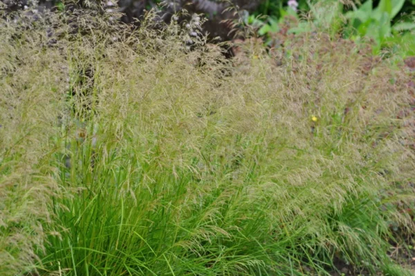 Щучка дернистая Бронзеншлер (Deschampsia cespitosa Bronzeschleier)