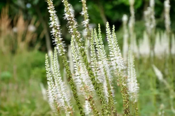 Вероникаструм виргинский Альбум (Veronicastrum virginicum Album)