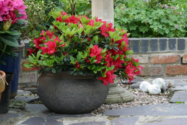 Рододендрон гибридный Эрато (Rhododendron hybrid Erato) — изображение 2