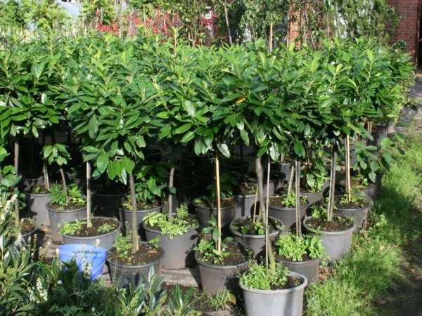 Лавровишня обыкновенная Новита (Prunus laurocerasus Novita)