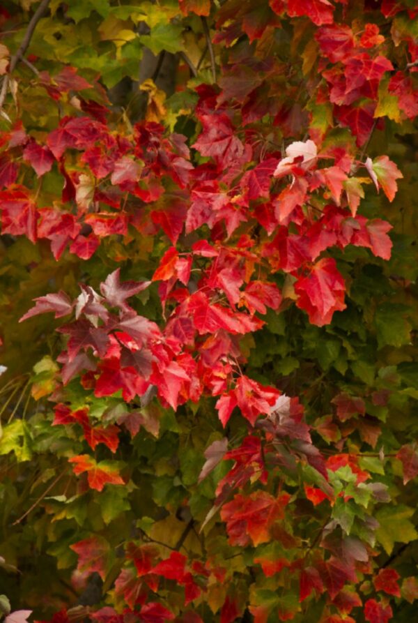 Клён красный Ред Сансет (Acer rubrum Red Sanset) — изображение 2