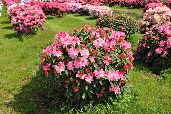 Рододендрон якушиманский Снизи (Rhododendron yakushimanum Sneezy) — изображение 2