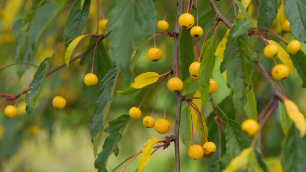 Яблоня торинго Брауэерс Бьюти (Malus toringo Brouwers Beauty)