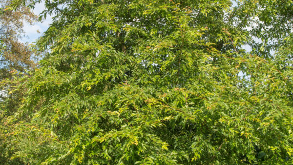 Яблоня торинго Брауэерс Бьюти (Malus toringo Brouwers Beauty) — изображение 2