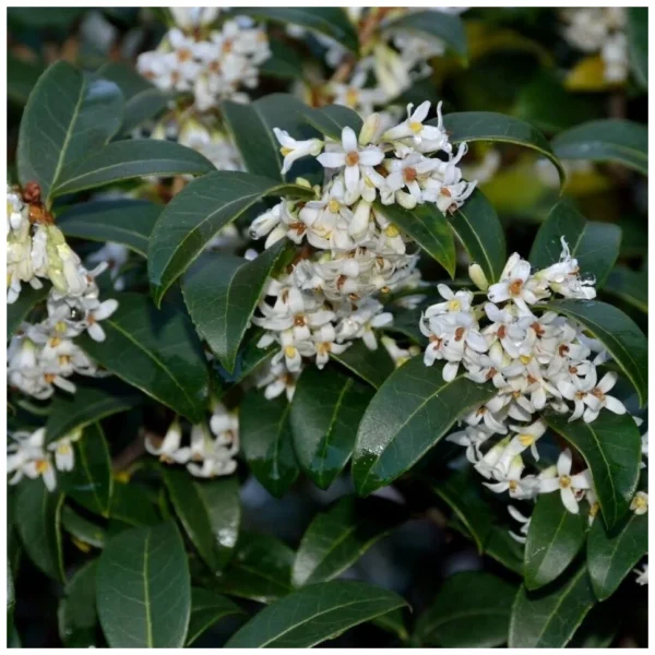 Османтус Берквуда (Osmanthus Burkwoodii)