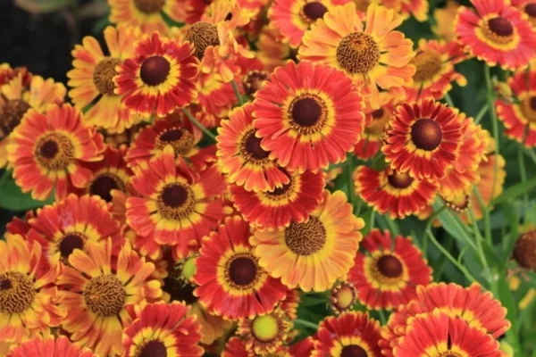 Гелениум гибридный  Бандера (Helenium hybridum Bandera)