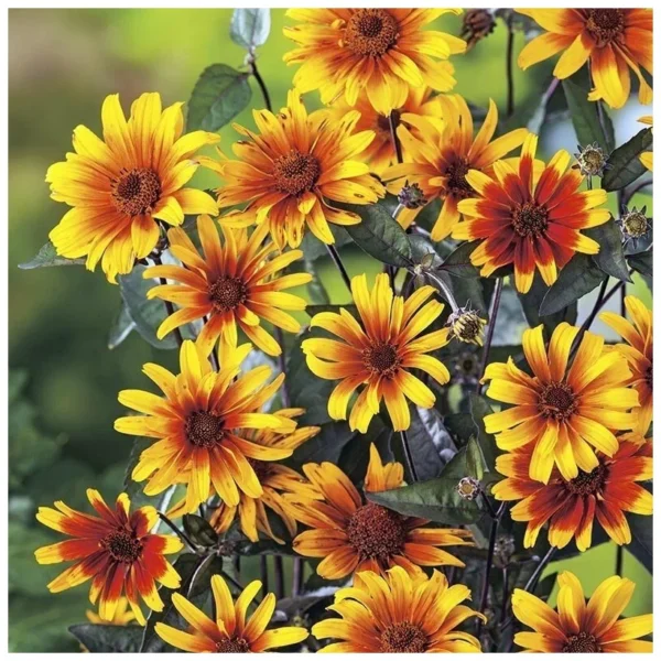 Гелиопсис Бернинг Хартс (Heliopsis Burning Hearts)