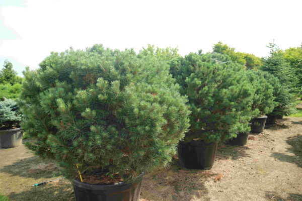 Сосна обыкновенная Ватерери Нана (Pinus sylvestris Watereri Nana)