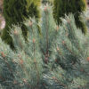 Сосна обыкновенная Ватерери (Pinus sylvestris Watereri) — изображение 2