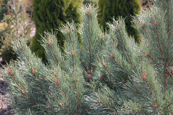 Сосна обыкновенная Ватерери (Pinus sylvestris Watereri) — изображение 2