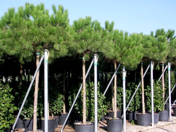 Сосна Пиния (Pinus pinea)