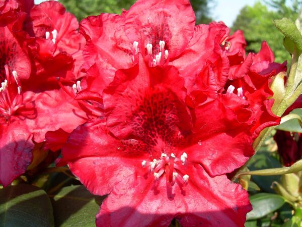 Рододендрон гибридный Эрато (Rhododendron hybrid Erato)
