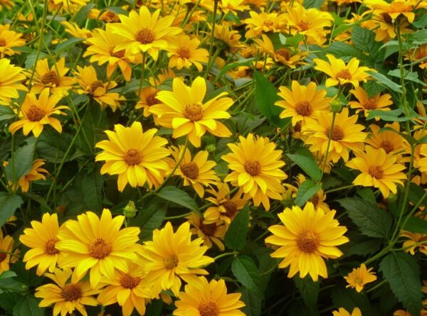 Гелиопсис подсолнечниковый Винес (Heliopsis helianthoides Venus)